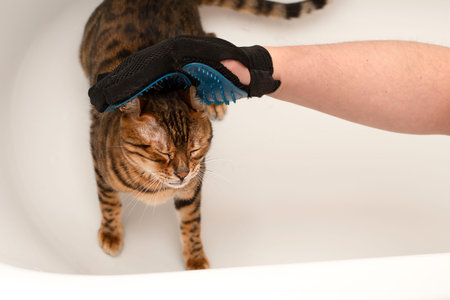 Animals. A man in a special glove combs out excess hair from a thoroughbred domestic red bengal cat in the bathroom.の写真素材