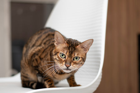 bengal cat sitting on a white chair with an expression on his face, a feeling of danger and alertness. The cats gaze and protective posture suggest increased alertness and protection.の写真素材