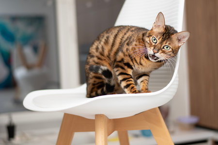 bengal cat sitting on a white chair with a snarling expression on his face, a feeling of danger and alertness. The cats gaze and protective posture suggest increased alertness and protection.の写真素材