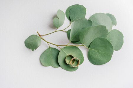 Wedding gold rings lie on leaves of light green eucalyptus trees on a faded light background.の写真素材