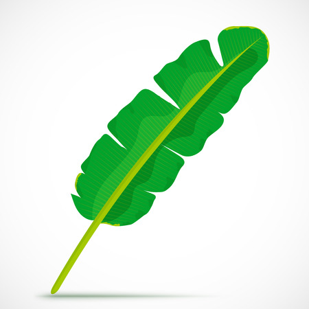 Banana leaf. Tropical plant isolated on white background. Flat style botanical vector illustrationのイラスト素材