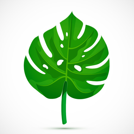Monstera leaf. Tropical plant isolated on white background. Flat style botanical vector illustrationのイラスト素材
