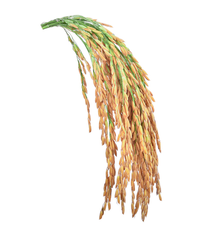 paddy seeds Ears of rice isolated on white backgroundの写真素材