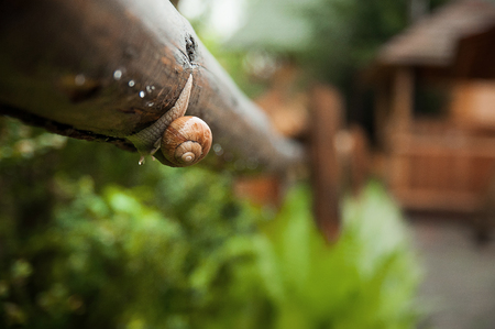 Droplet and snail on the leaf after the rain.の写真素材