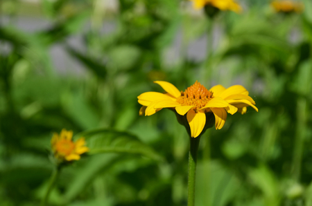 Close-up of beautiful and bright flower.Background.の写真素材