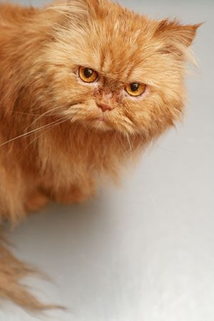 Sight of a red catの写真素材