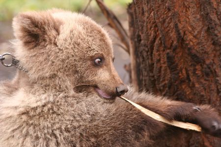 The bear cub and a branchの写真素材