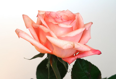 One pink rose One pink rose