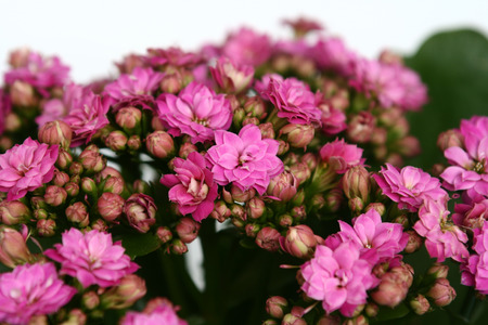 Many pink flowers in the afternoon Many pink flowers in the afternoon