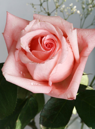 One pink rose One pink rose