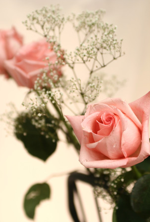 Many pink roses Many pink roses