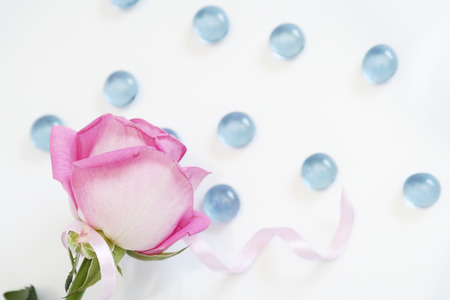 The pink rose lays on a white background with blue ornamentsの写真素材