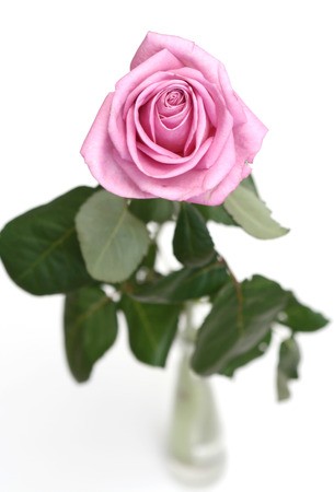 The gentle pink rose is in a vase on a white backgroundの写真素材