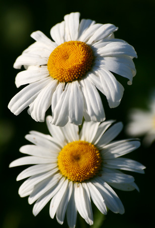 Two camomiles in the afternoon Two camomiles in the afternoon