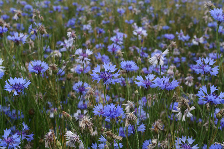 Field of dark blue colors in the afternoonの写真素材
