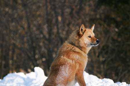 Sight of a red dog in the winter afternoon