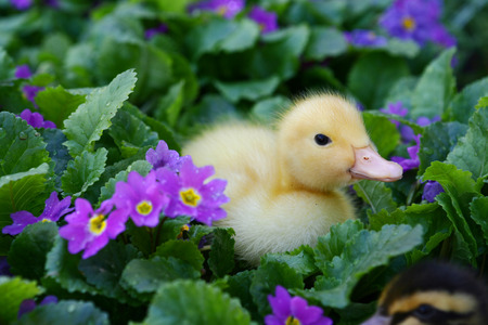 Small yellow  a duck on a background of green leaves の写真素材