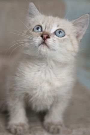 Sight of a small grey kittenの写真素材