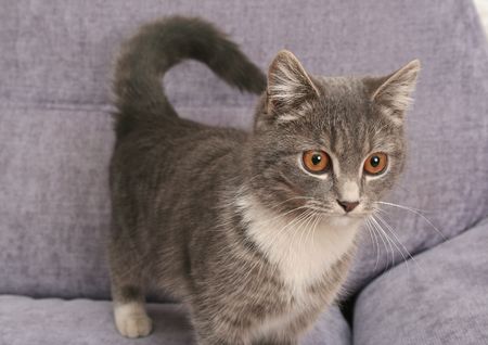 Sight of a small grey kitten