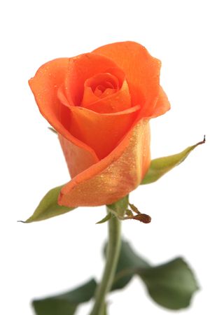 One orange rose on a white backgroundの写真素材