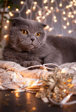 beautiful British cat on the background of Christmas lightsの写真素材