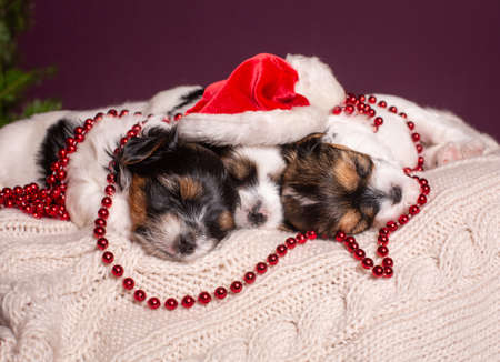 sleeping little puppies together in a New Year's cap on a light backgroundの写真素材