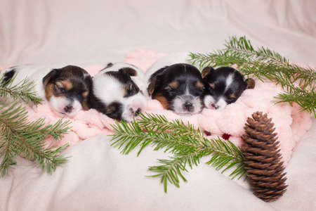 many little puppies Biewer Yorkshire Terrier on a light background and spruce branchesの写真素材