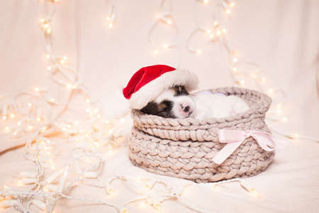 little Beaver Yorkshire Terrier in a basket with lights on a light background a Christmasの写真素材
