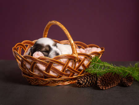 little beaver puppy sleeps with fir branches and conesの写真素材