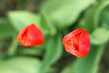Two beautiful holland spring tulipsの写真素材