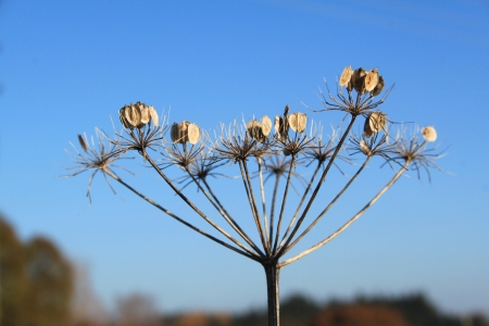 grass flower