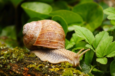 snail in the garden