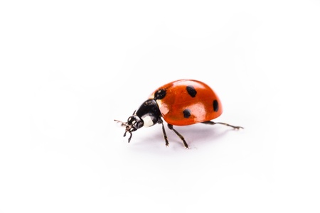 ladybug on a white backgroundの写真素材