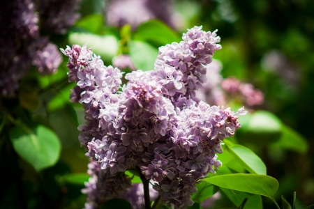 Syringa vulgarisの写真素材