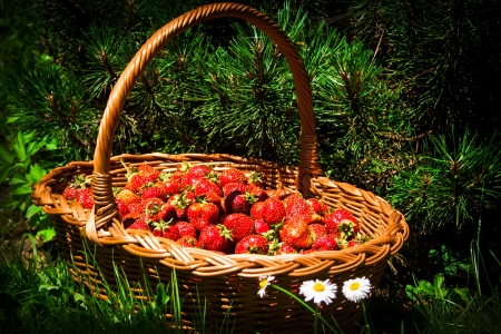 strawberries in a basketの写真素材