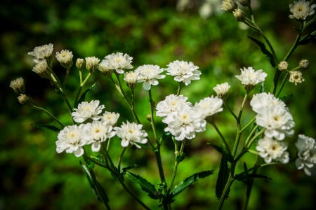 flowersの写真素材