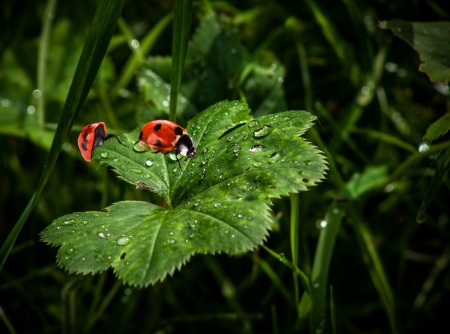 ladybug on a sheetの写真素材