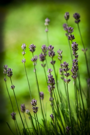 Lavandula officinalisの写真素材