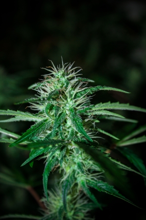 big cannabis marijuana plant detailの写真素材