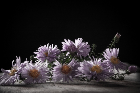 asters on a black backgroundの写真素材