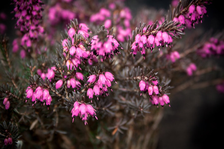 flower erica carneaの写真素材