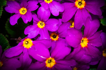 flower primulaの写真素材