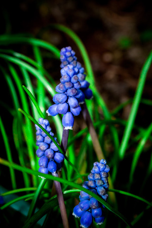 flowerの写真素材