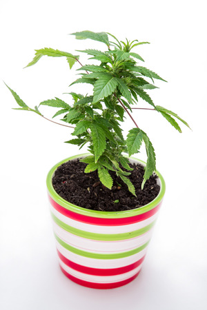 Marijuana on a white backgroundの写真素材