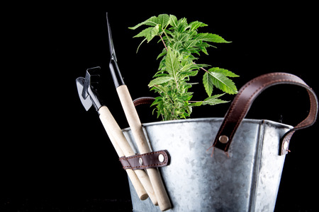 Cannabis on a black backgroundの写真素材