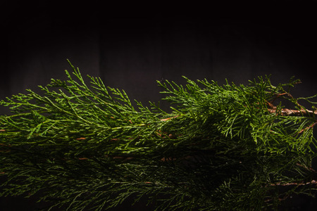juniper twig on a black backgroundの写真素材