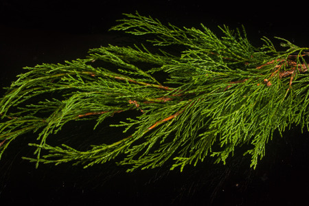 juniper twig on a black backgroundの写真素材