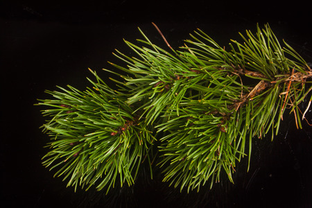 pine twig on a black background
