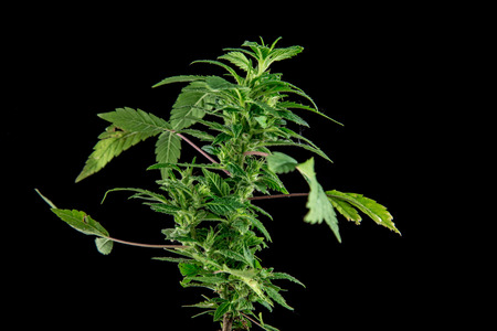 Marijuana on a black backgroundの写真素材