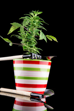 Cannabis on a black backgroundの写真素材